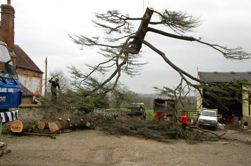 tree felling and removal